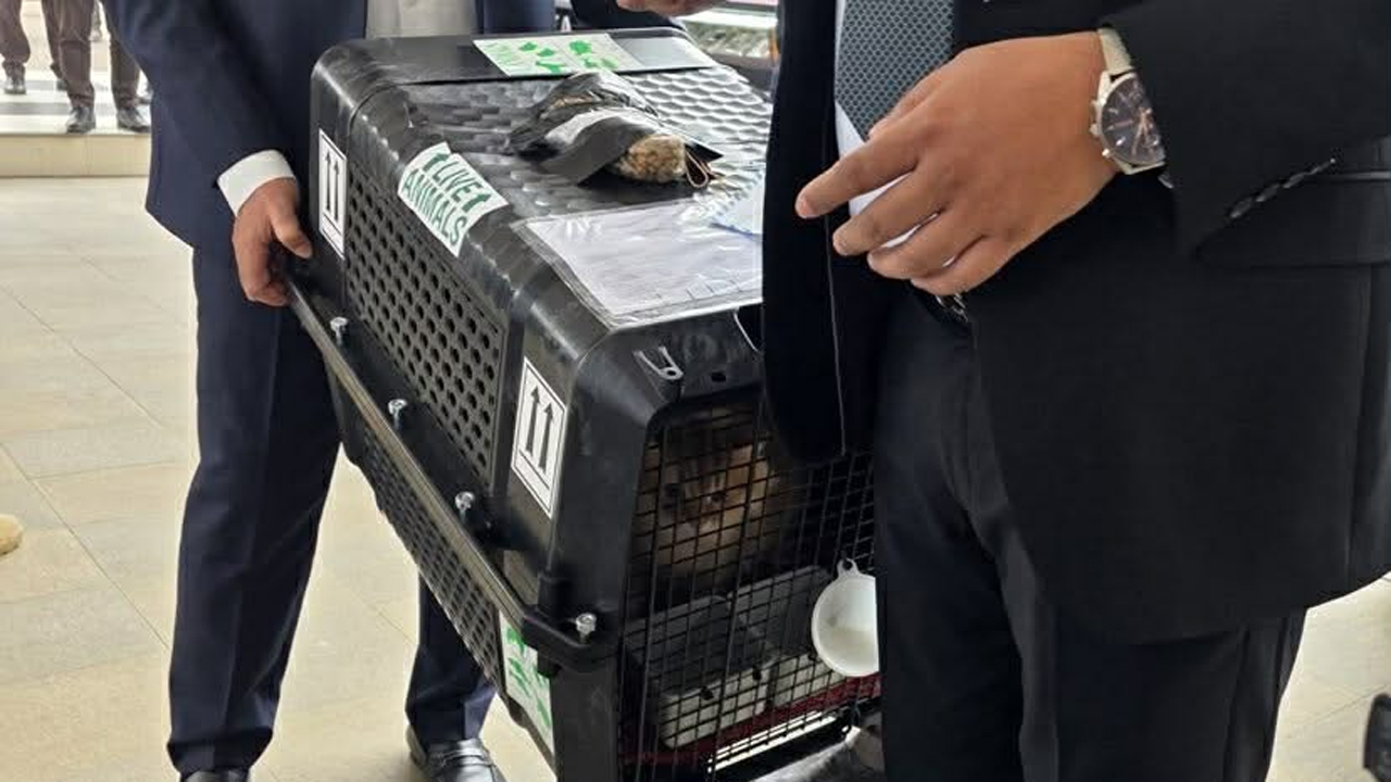 তারেক রহমানের পোষা বিড়াল জেবু এখন ঢাকায়