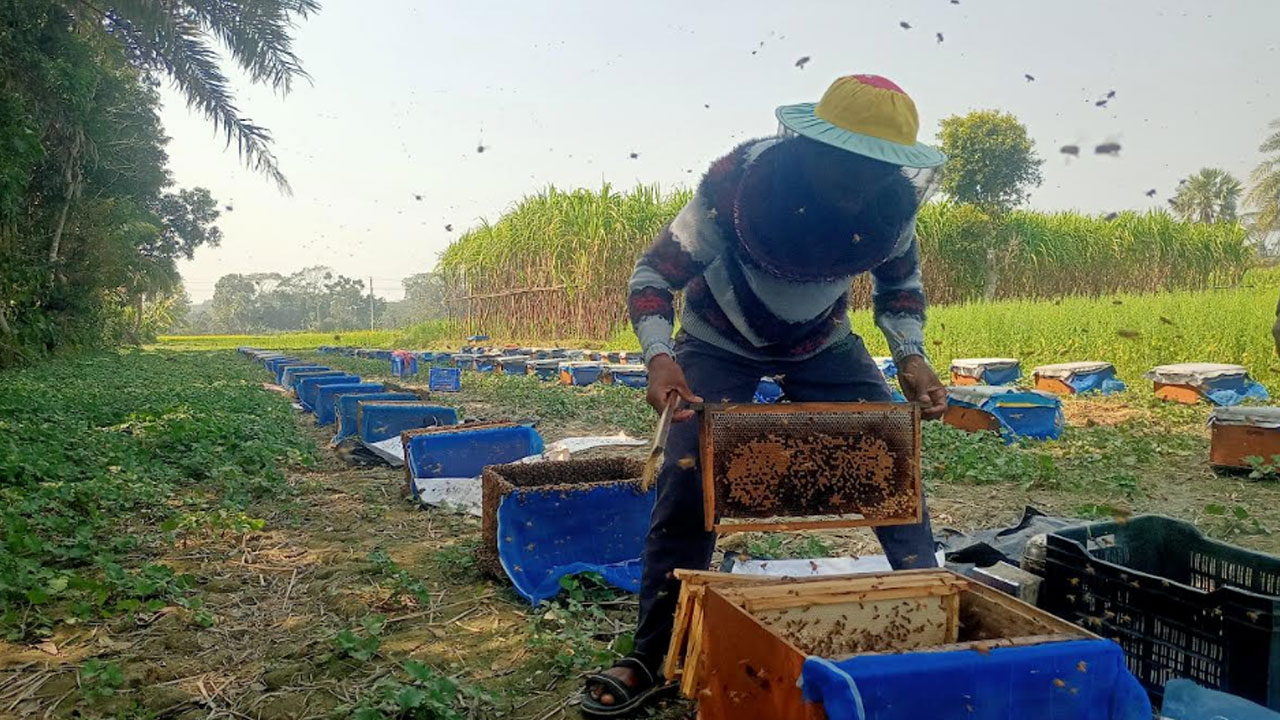 বরিশালে সরিষার বাম্পার ফলন, মধু সংগ্রহে উদ্যোগের ঘাটতি