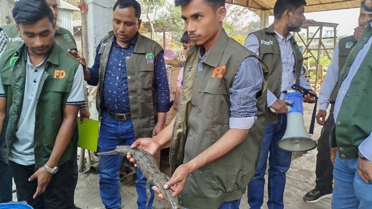 কুষ্টিয়ায় ইউটিউব ভিলেজ পার্ক থেকে মহাবিপন্ন ঘড়িয়াল উদ্ধার