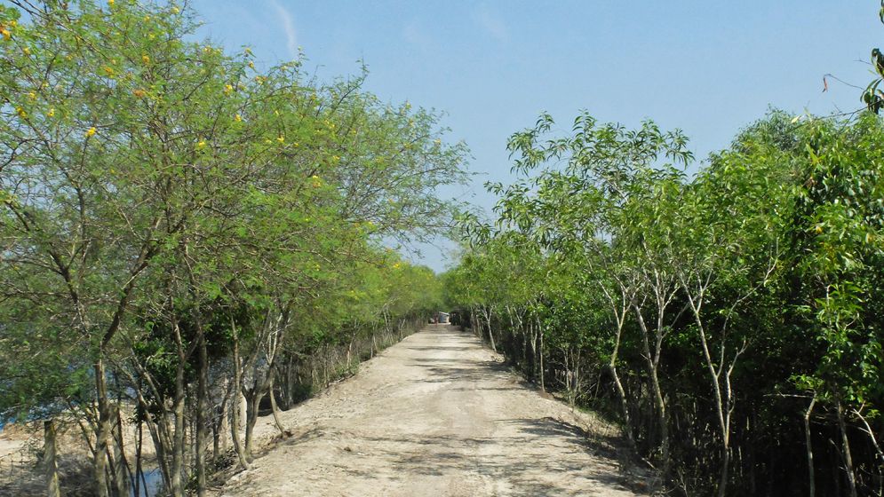 বছরে ৫ কোটি চারা রোপণের পরিকল্পনা সরকারের