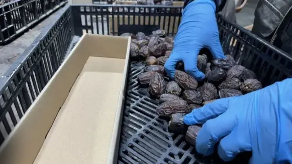 ইসরাইলি খেজুর ফিলিস্তিনি লেবেলে ইউরোপে প্রবেশের অভিযোগ