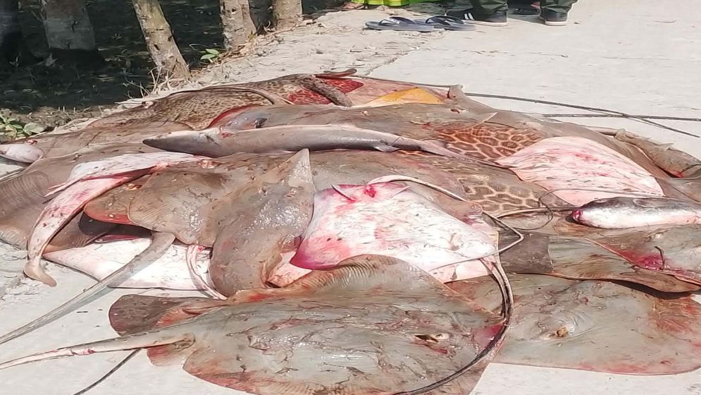 সুন্দরবনে অবৈধ মাছ আহরণ: ২২ জেলে আটক, ৪১০ কেজি মাছ জব্দ