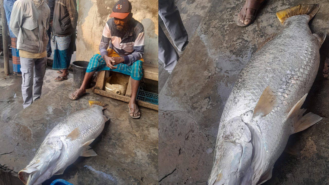 বরগুনার সাগরে ধরা পড়া বিশাল কোরাল মাছ ১৯ হাজারে বিক্রি