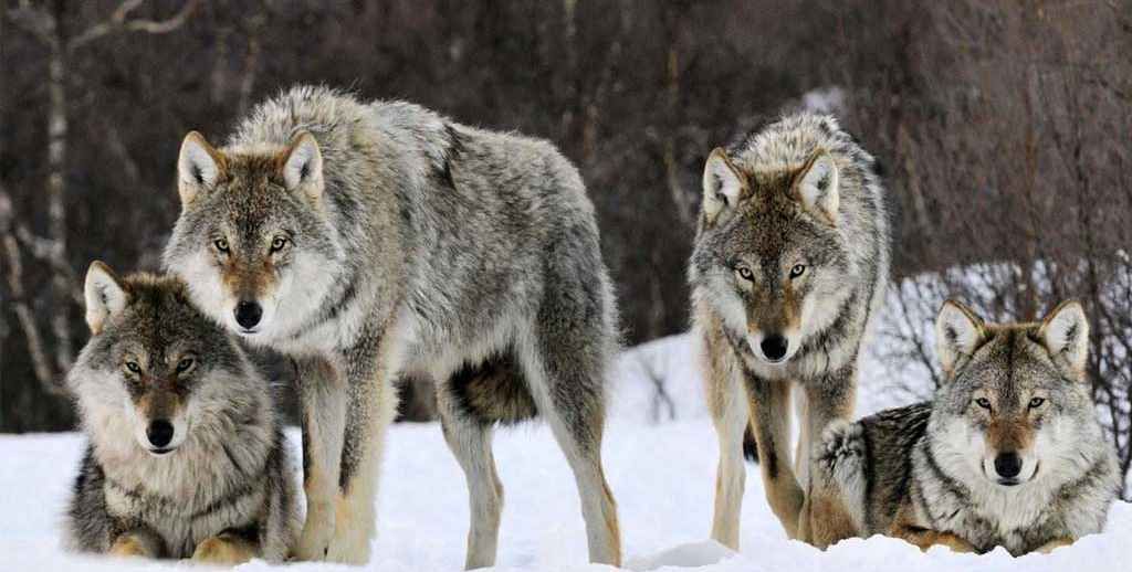 গবাদিপশু রক্ষায় ফ্রান্সে ২০০ নেকড়ে নিধনের অনুমতি