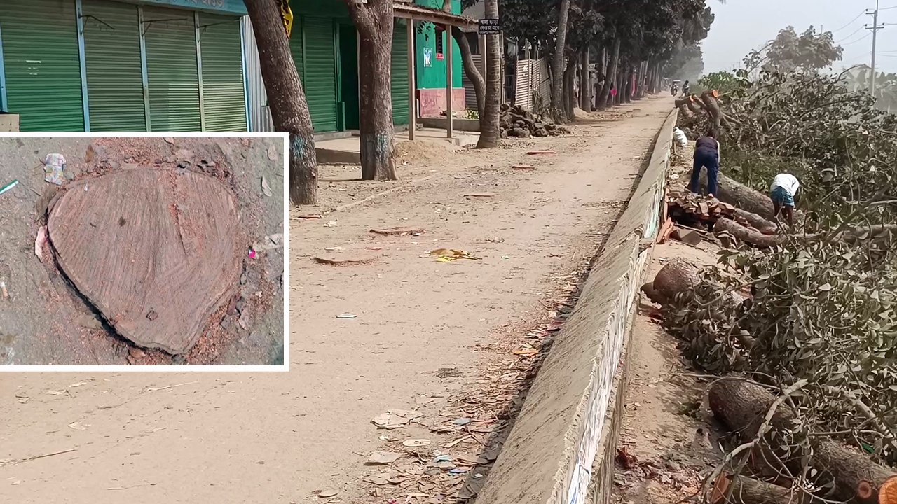কিশোরগঞ্জে বেড়িবাঁধের ২০ মেহগনি গাছ কাটার অভিযোগ