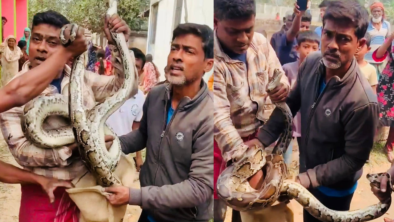 শ্রীমঙ্গলে ঘরের সিলিং থেকে ১০ ফুট লম্বা অজগর উদ্ধার