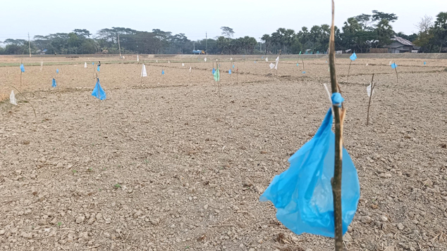 ফাঁদ নয়, ভিন্ন পদ্ধতিতে খেত থেকে পাখি তাড়াচ্ছেন কৃষক