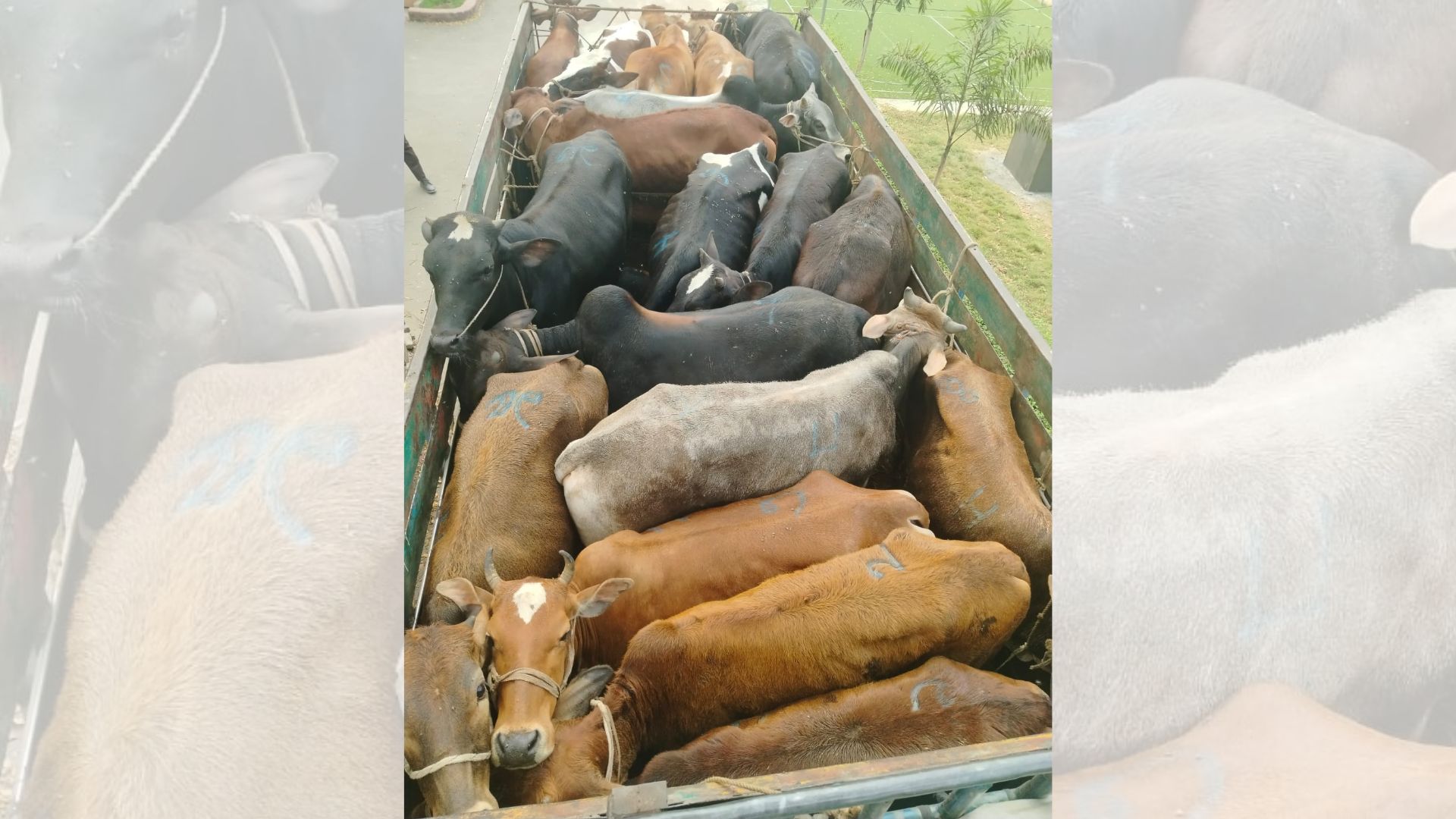 ময়মনসিংহের ডাকাতি হওয়া ১৯ গরু গাজীপুরে উদ্ধার