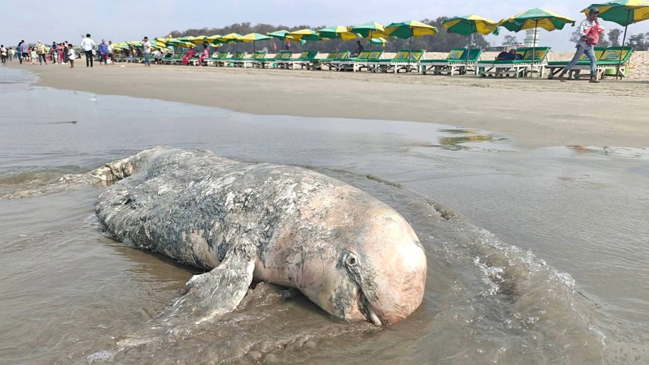 কক্সবাজার সৈকতে মৃত ডলফিন ভেসে আসার ঘটনা