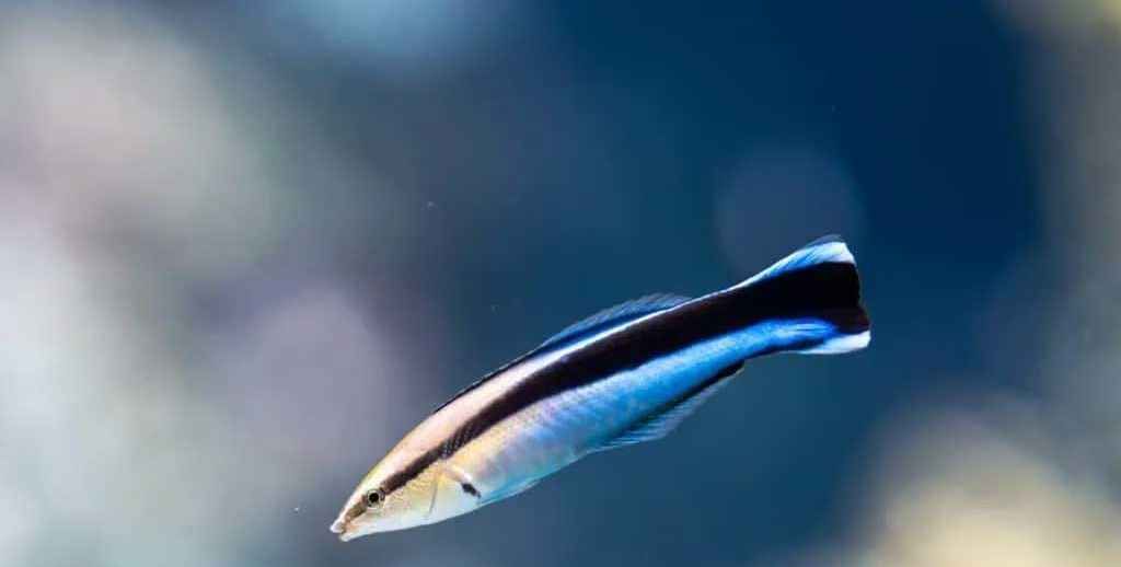 বিজ্ঞানীদের ধারণা বদলে দিচ্ছে ব্লুস্ট্রিক ক্লিনার র্যাস মাছ