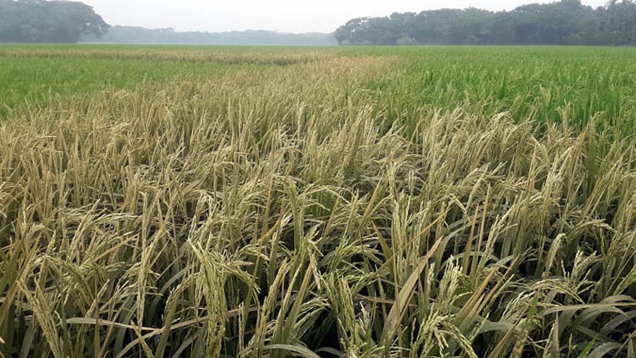 যশোরে ছয় বিঘা জমিতে ক্ষতিকর আগাছানাশক প্রয়োগ, পুড়ে গেছে ধান