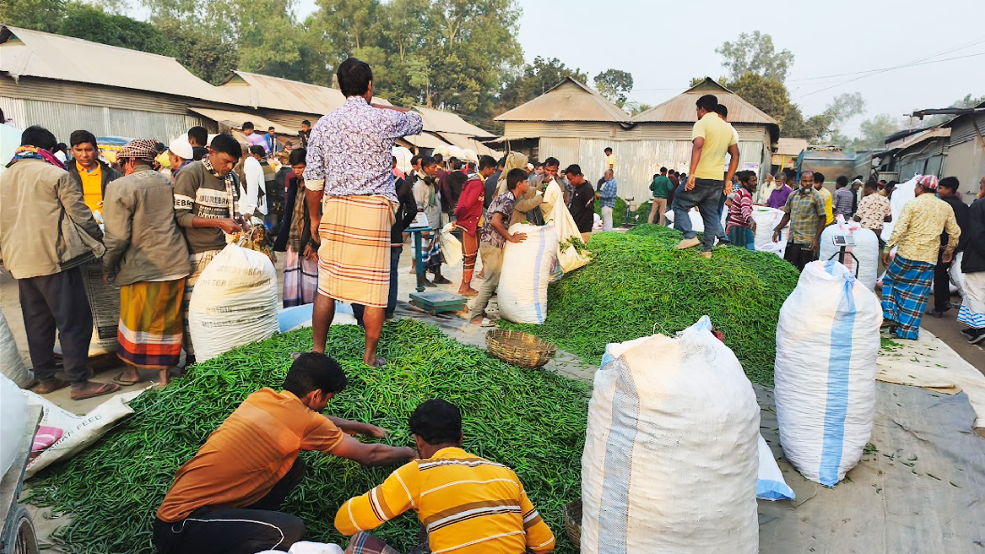 মালয়েশিয়ায় যাচ্ছে জামালপুরের কাঁচা মরিচ