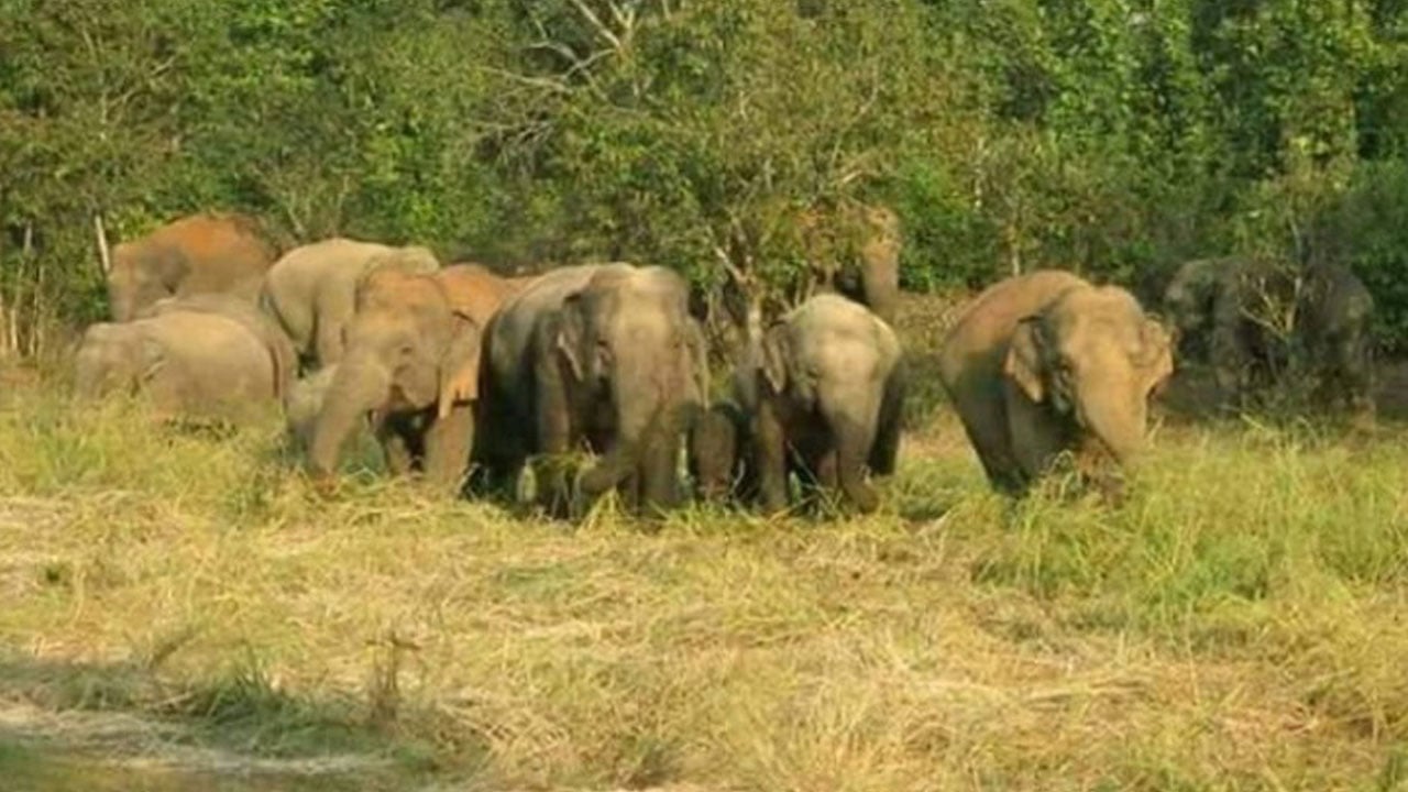 কক্সবাজারে বন্যহাতির আক্রমণে কৃষকের মৃত্যু