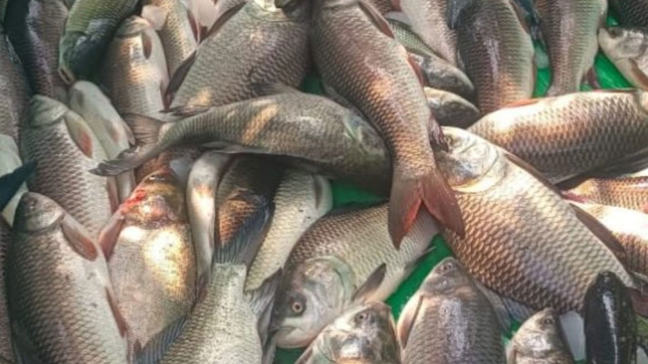 রাজশাহীতে পূর্বশত্রুতার জেরে পুকুরে বিষ প্রয়োগ