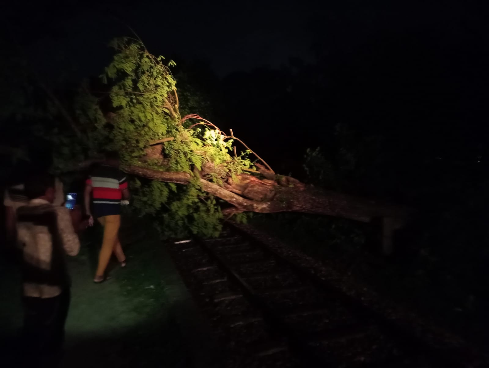 রেললাইনে গাছ, ৩ ঘণ্টা পর ঢাকা-ময়মনসিংহ ট্রেন চলাচল স্বাভাবিক