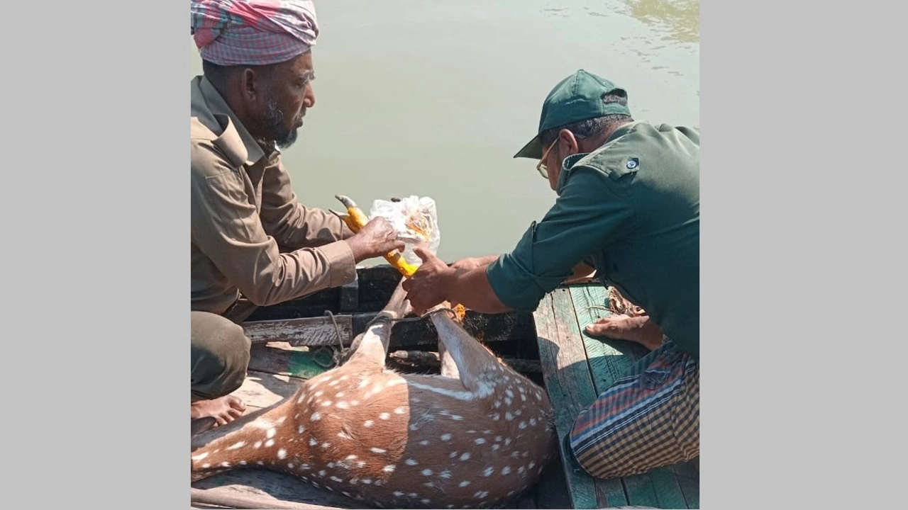 সুন্দরবনে হরিণ উদ্ধার, আবার বনেই অবমুক্ত করা হলো
