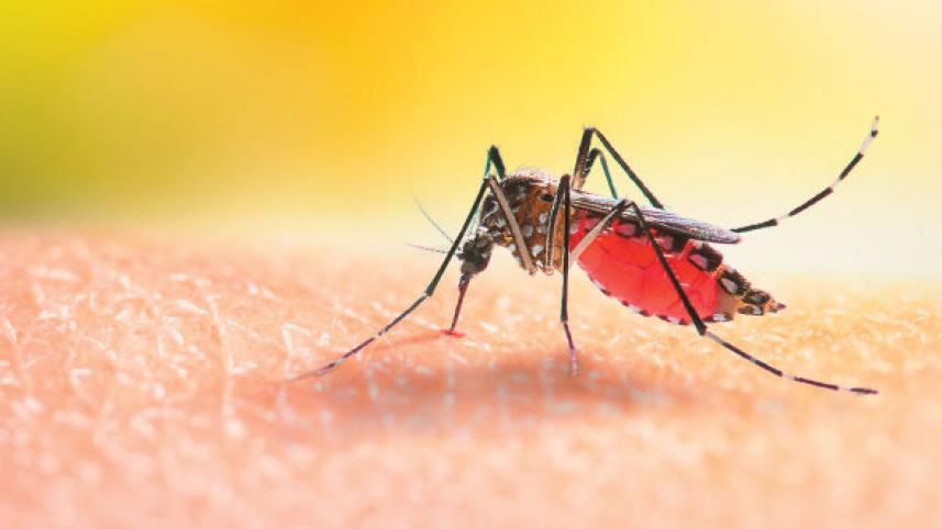 ২০২৫ সালে ম্যালেরিয়ায় মৃত্যু ১৬, আক্রান্ত ১০ হাজার: লক্ষ্য অর্জনে