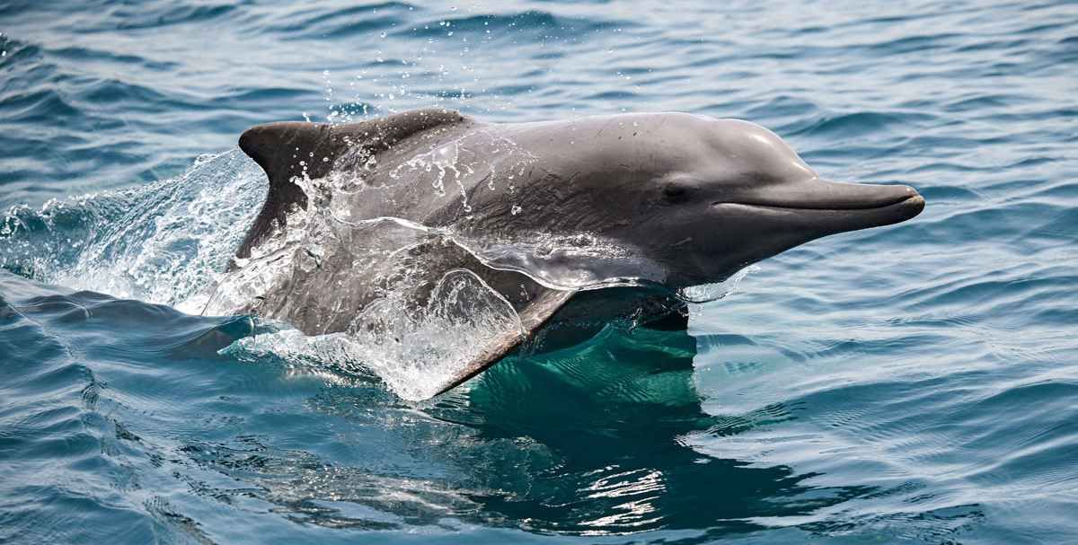 ইরান যুদ্ধ দীর্ঘ হলে ঝুঁকিতে পড়তে পারে পারস্য উপসাগরের বিস্ময়কর
