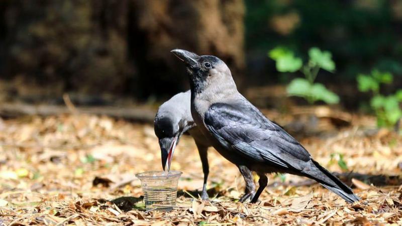 বাংলাদেশে গরমের তীব্রতা: সর্বোচ্চ তাপমাত্রা ও কারণ