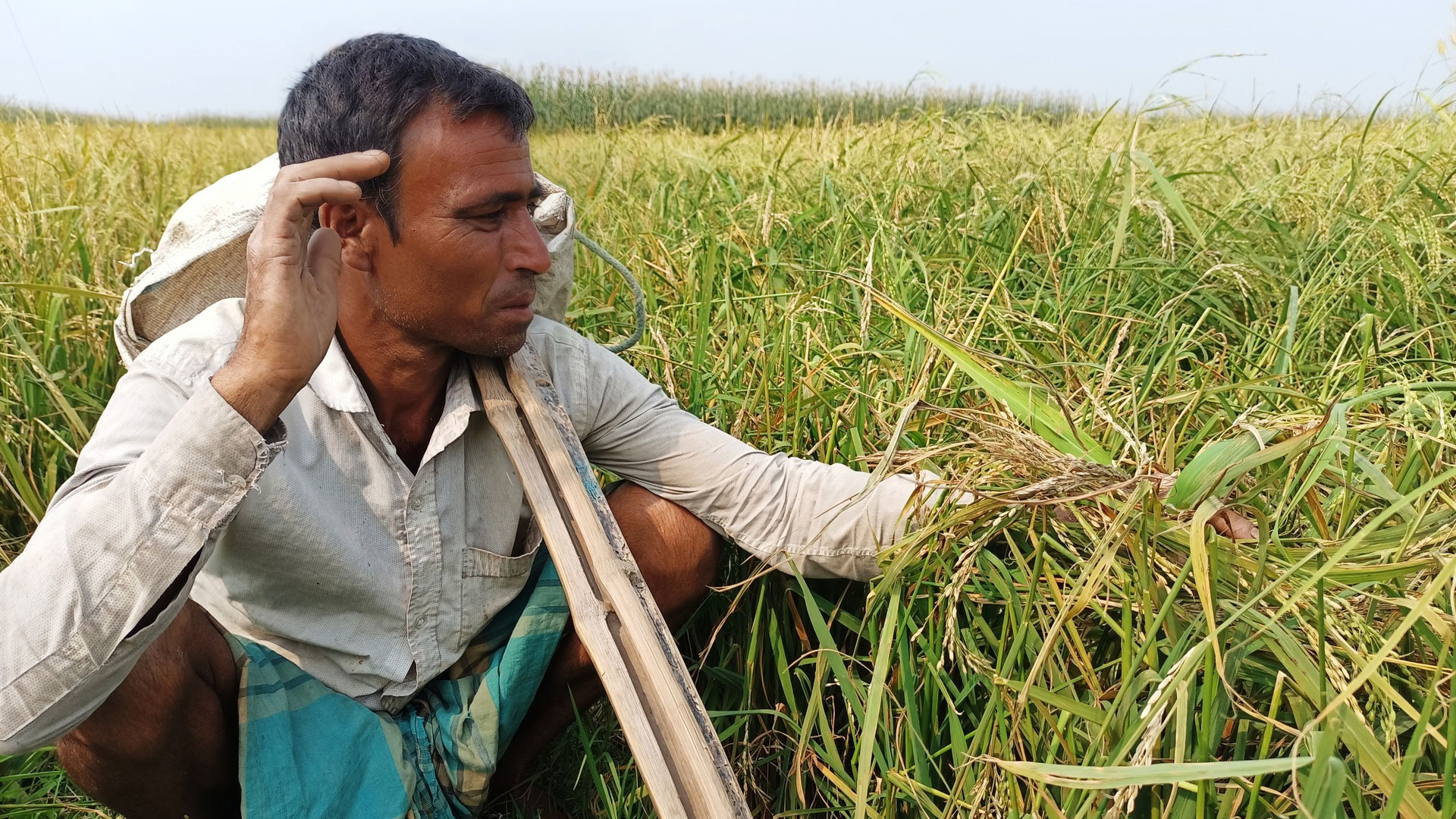 শিলাবৃষ্টিতে তিস্তা-ব্রহ্মপুত্র চরে পাকা ধানের ব্যাপক ক্ষতি
