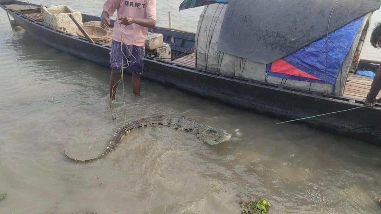 পদ্মায় জেলের বড়শিতে ধরা পড়ল বিরল প্রজাতির কুমির