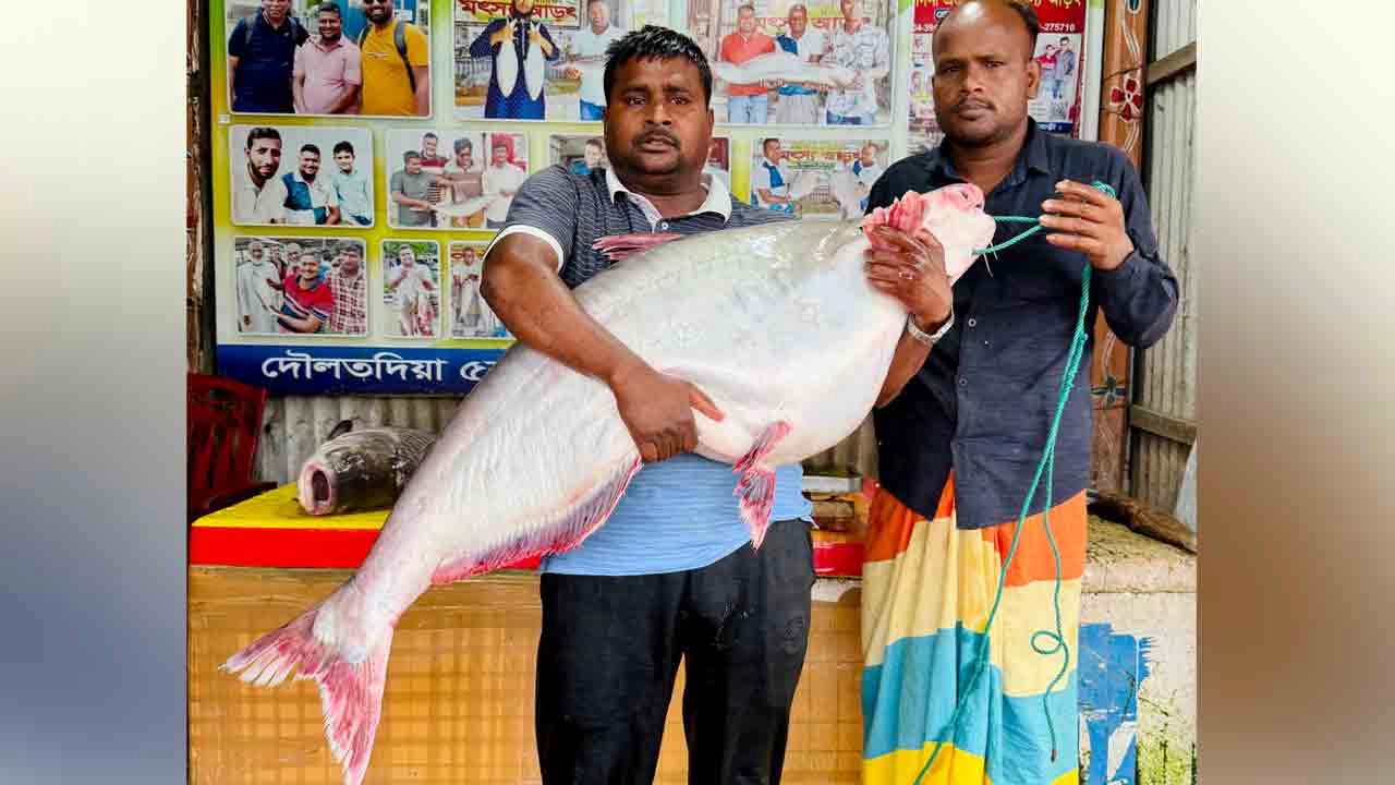 দৌলতদিয়ায় ২৫ কেজি পাঙাশ মাছ ৭১ হাজার টাকায় বিক্রি