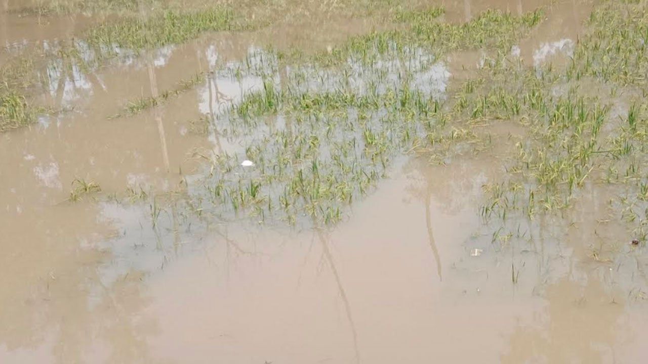 মৌলভীবাজারে নদ-নদীর পানি কমতে শুরু করেছে