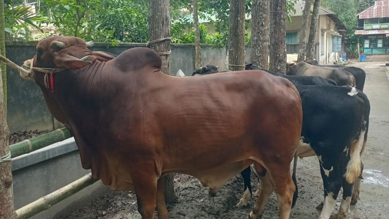 চাকরি ছেড়ে গরুর খামারি মামুনের ১ টনের ‘লাল মিয়া’ কুরবানির হাটে