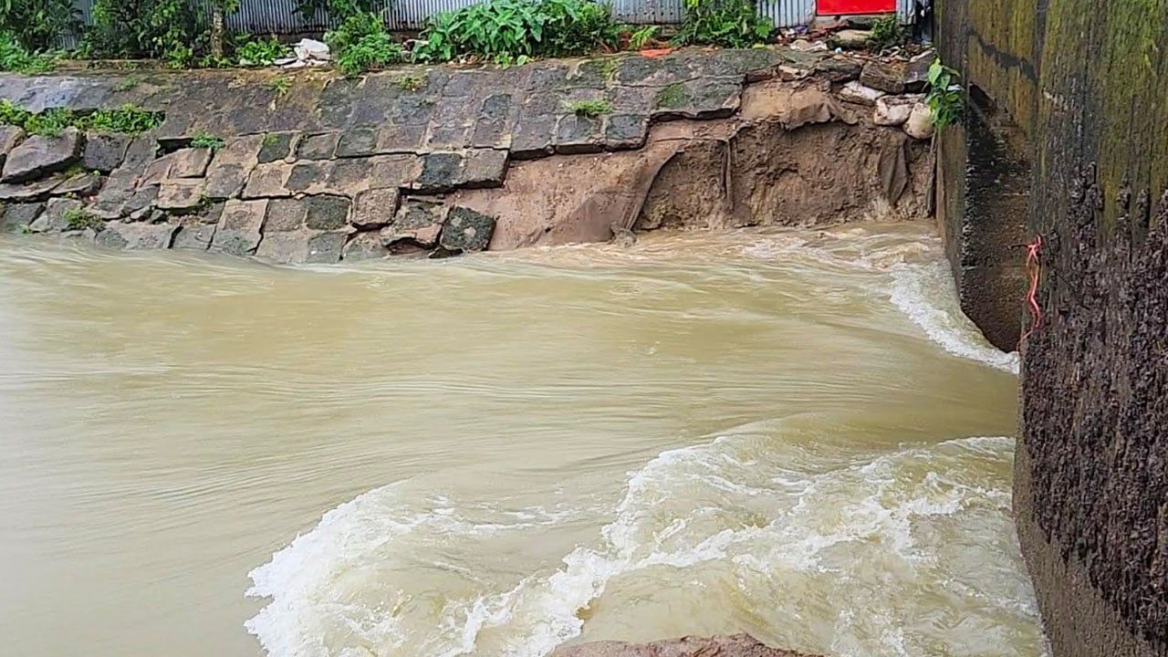 ধান কাটবেন নাকি বাঁধ রক্ষা— উভয় সংকটে  কৃষকরা