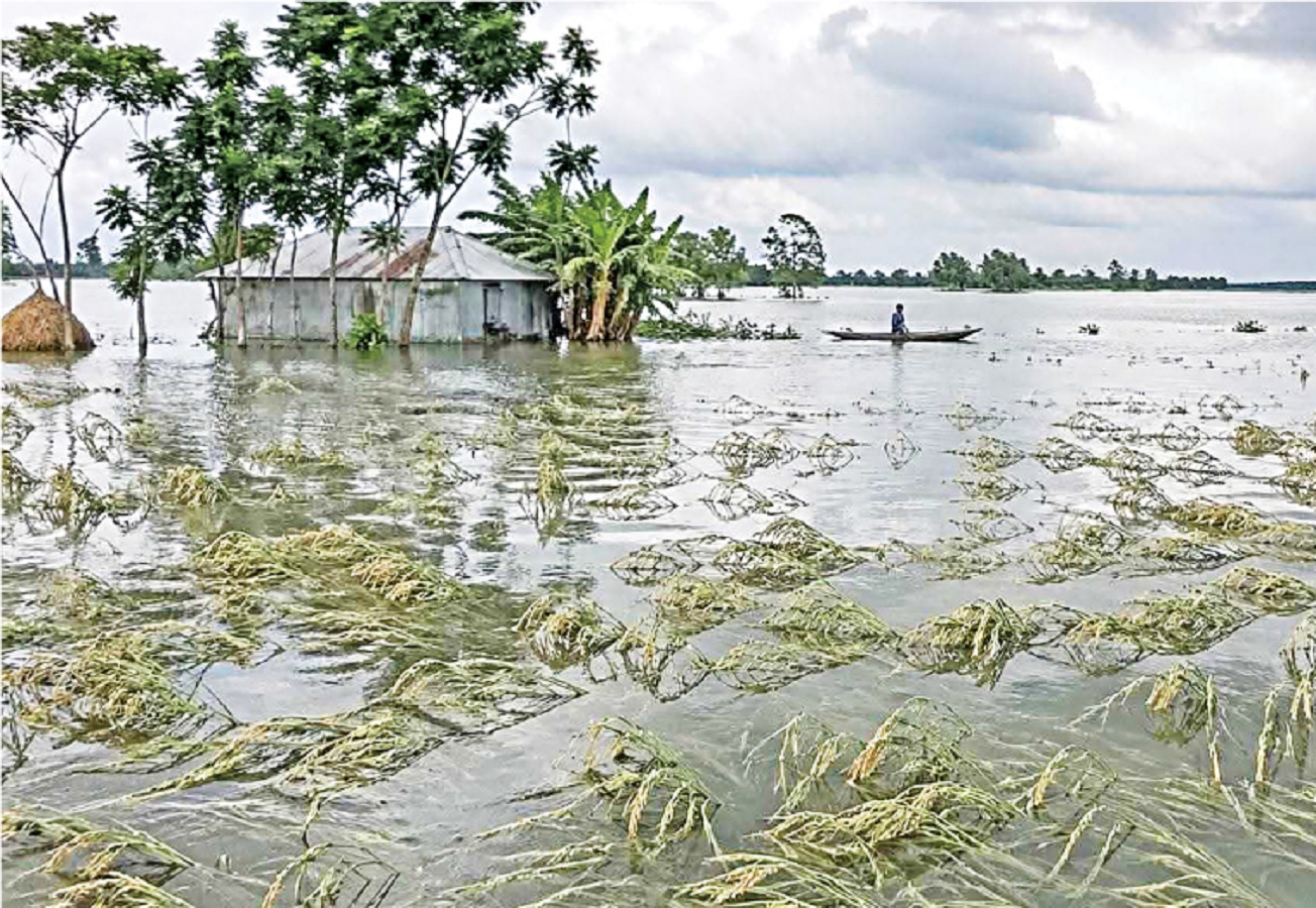 পাকা ধান পানির নিচে, শোকে দুই জেলায় দুই কৃষকের মৃত্যু