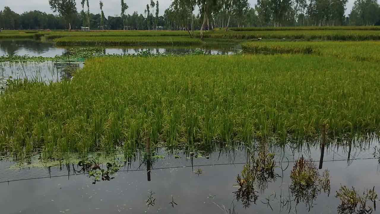 বৃষ্টিতে ক্ষতিগ্রস্ত কৃষকদের তিন মাস সহায়তা দেবে সরকার