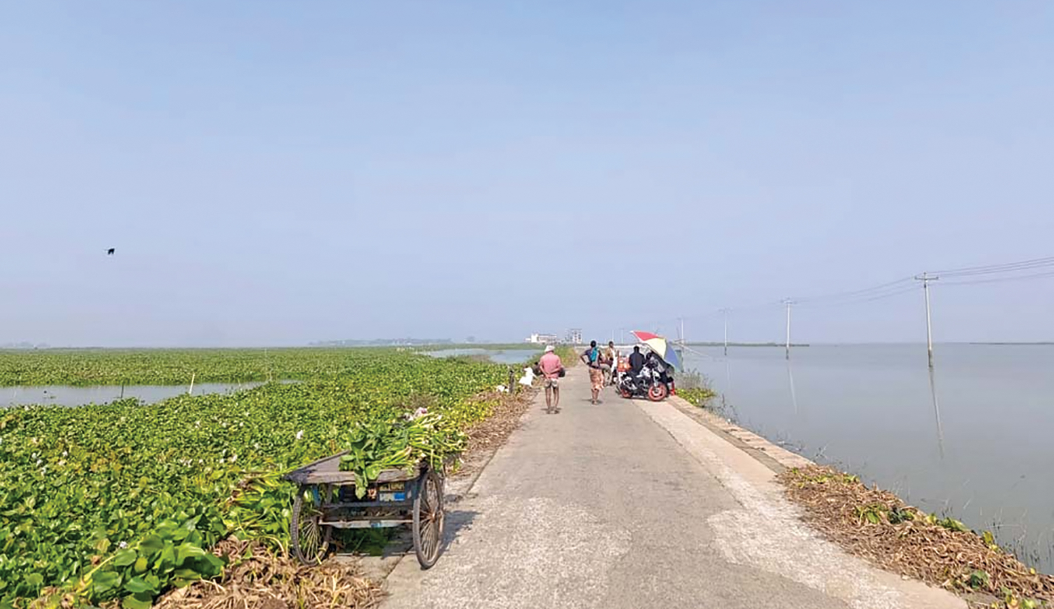 বন্যার আতঙ্কে চলনবিলে ধান কাটার তোড়জোড়