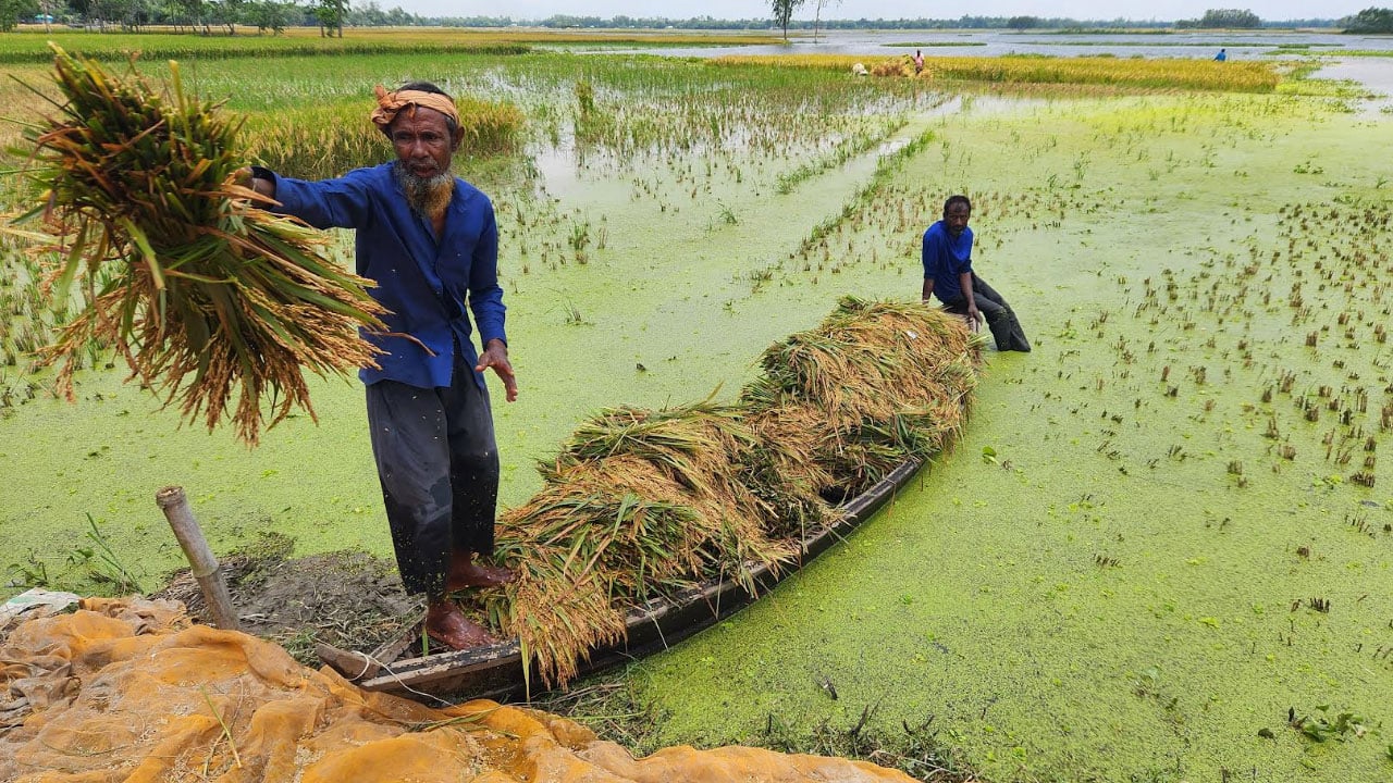 কৃষকেরা ধানের দাম নিয়ে দুশ্চিন্তায়