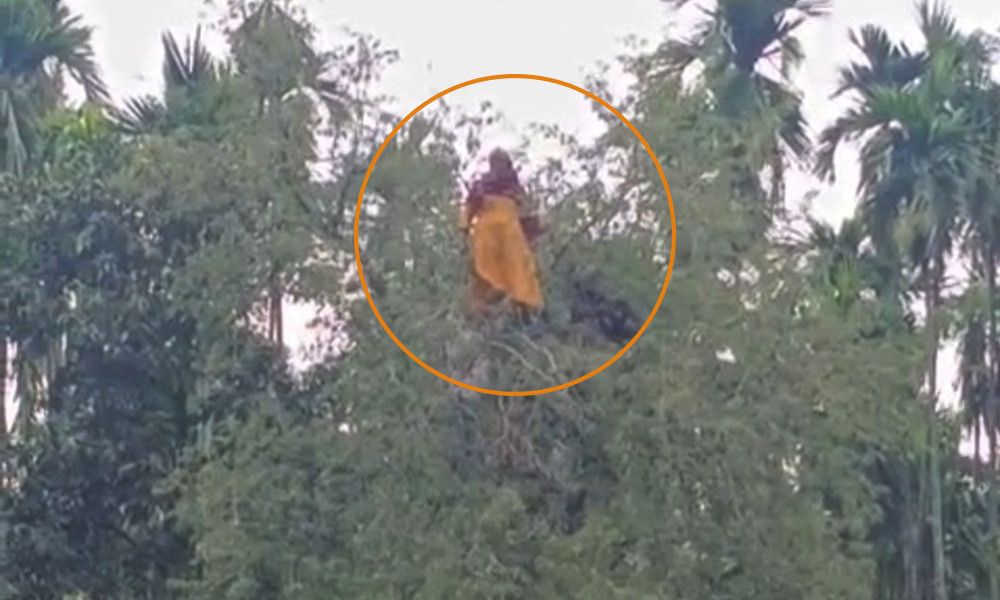 নিখোঁজ বৃদ্ধাকে পাওয়া গেলো তেঁতুল গাছের মগডালে