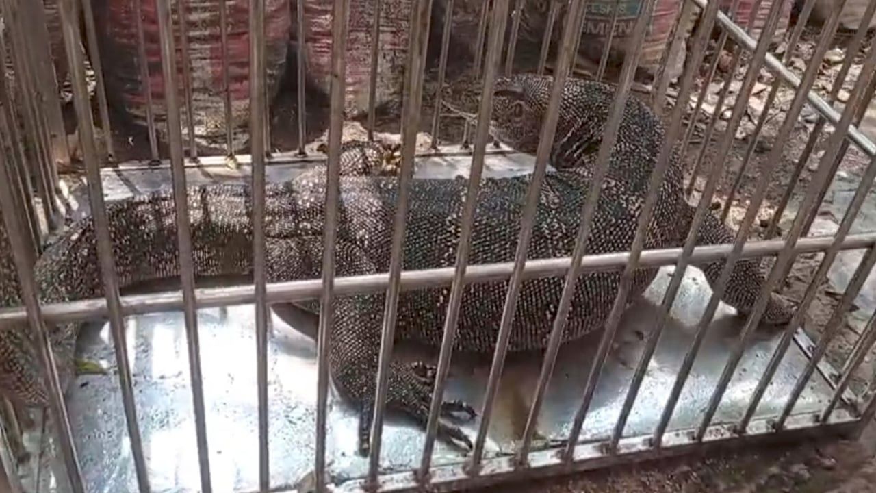 ভোলায় ৪০ কেজি ওজনের বিরল প্রজাতির গুইসাপ উদ্ধার