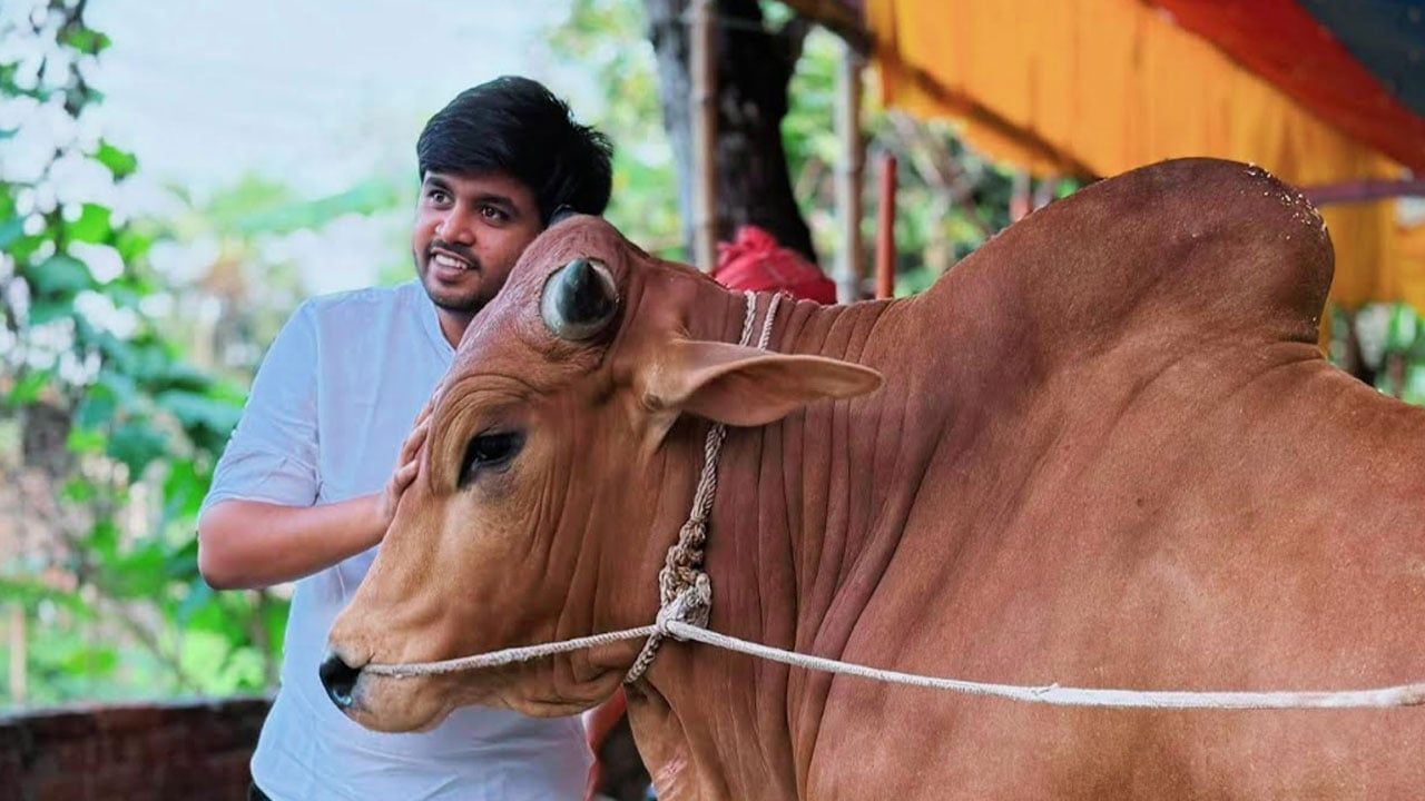 গরুর প্রতি ভালোবাসাই বদলে দিল জীবন, তৌকিব এখন সফল উদ্যোক্তা