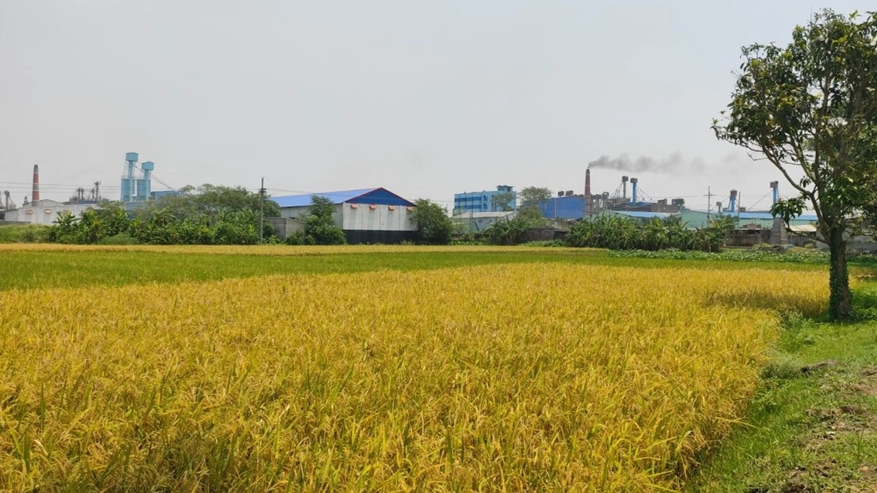 ফলন ভালো, লাভ নিয়ে শঙ্কায় বরেন্দ্র অঞ্চলের ধান চাষিরা