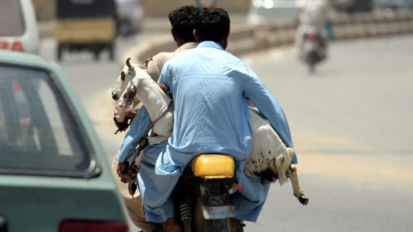 করাচি থেকে কোরবানির ২৫ ছাগল চুরি, দাম ১৯ লাখ রুপি
