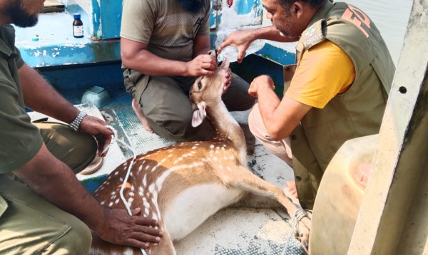 বাগেরহাটে লোকালয় থেকে চিত্রা হরিণ উদ্ধার, সুন্দরবনে অবমুক্ত