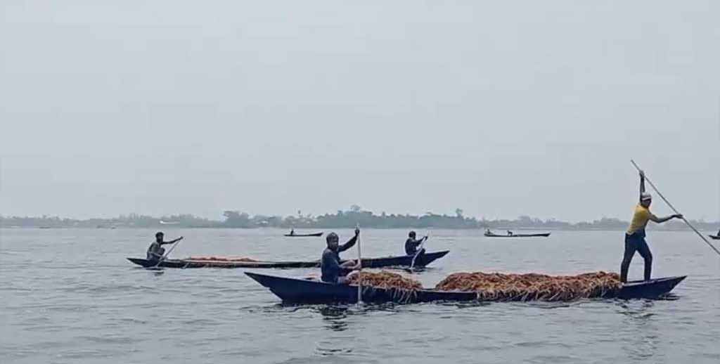 হাওর থেকে নৌকায় করে ধান লুট, কৃষকদের অভিযোগ
