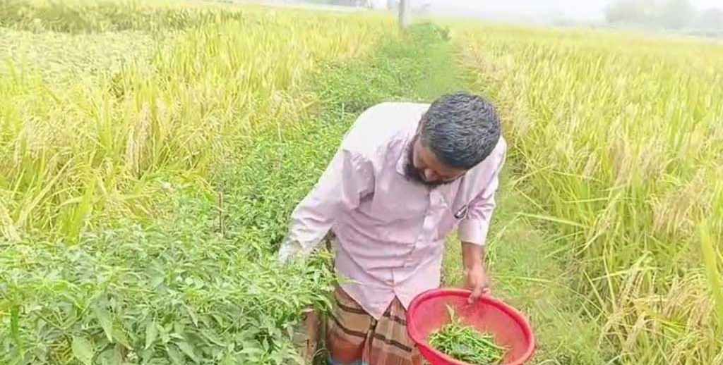 ধানক্ষেতের আইলে মরিচ চাষ করে সাফল্য কৃষক আলী আজমের