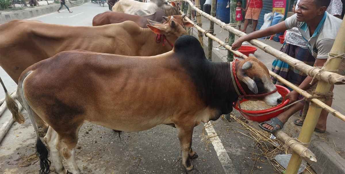 এক ভাগে দুই ভাই মিলে কোরবানি দেওয়া কি জায়েজ?