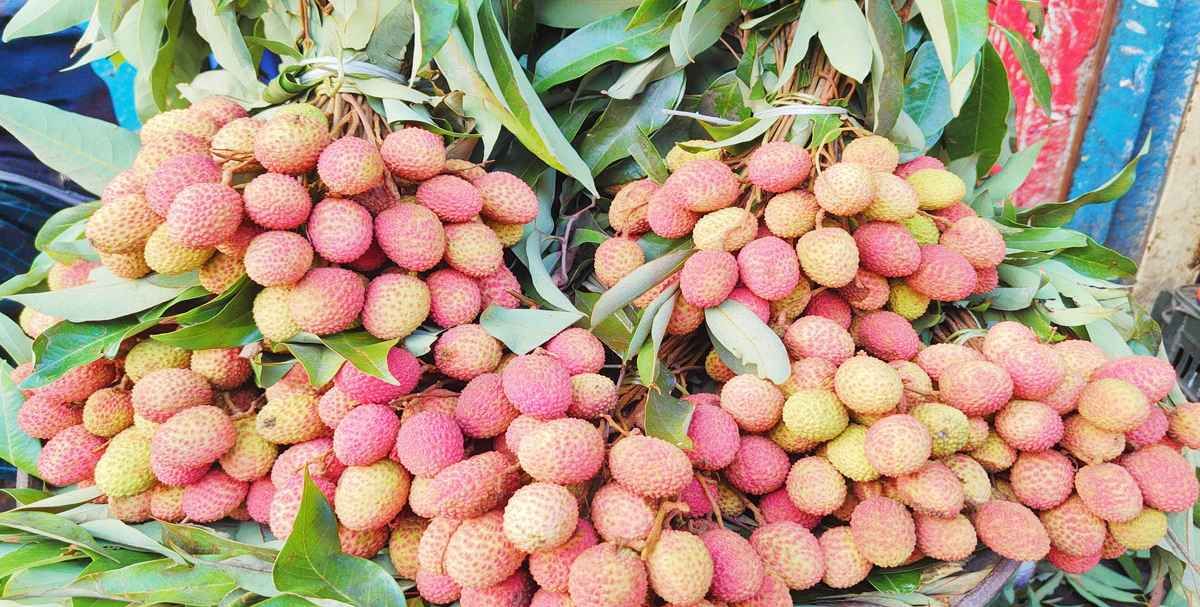 রাজশাহীতে লিচু চাষে ৫৬ কোটি টাকার বাণিজ্যের সম্ভাবনা