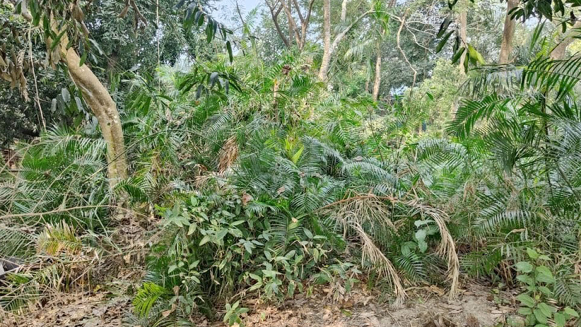 চোখ বেঁধে তুলে নিয়ে হত্যা করা হয়েছিল মুন্সীগঞ্জের বুদ্ধিজীবীদের