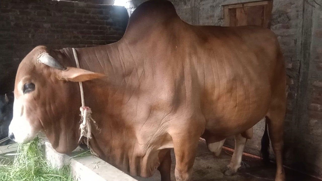 গাইবান্ধার সবচেয়ে বড় গরু ‘লাল বাবু’, প্রতিদিন খরচ ৪০০ টাকা