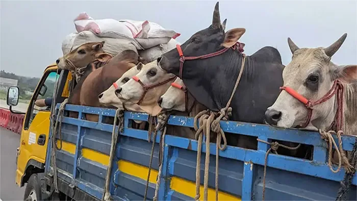 কোরবানির পশুর ট্রাকে হাটের নাম-ঠিকানা লিখতে হবে