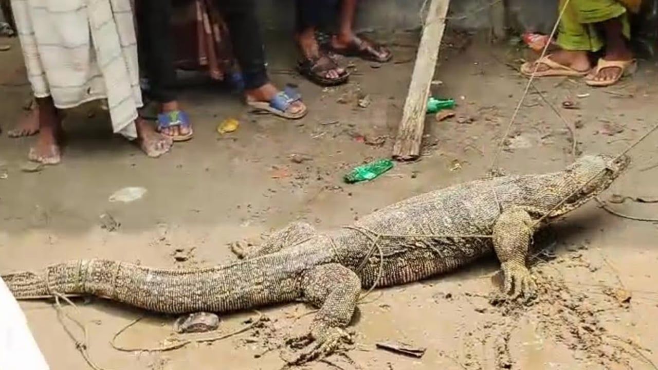 ভোলায় আবারও বিরল প্রজাতির বিশাল গুইসাপ উদ্ধার