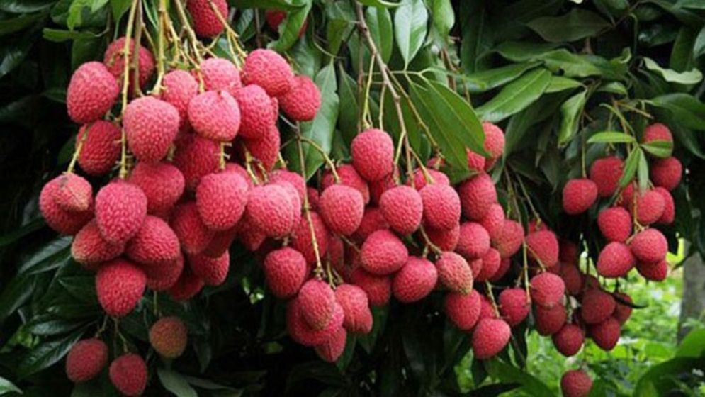 ডায়াবেটিস রোগীদের জন্য লিচুর উপকারিতা ও নিয়ম