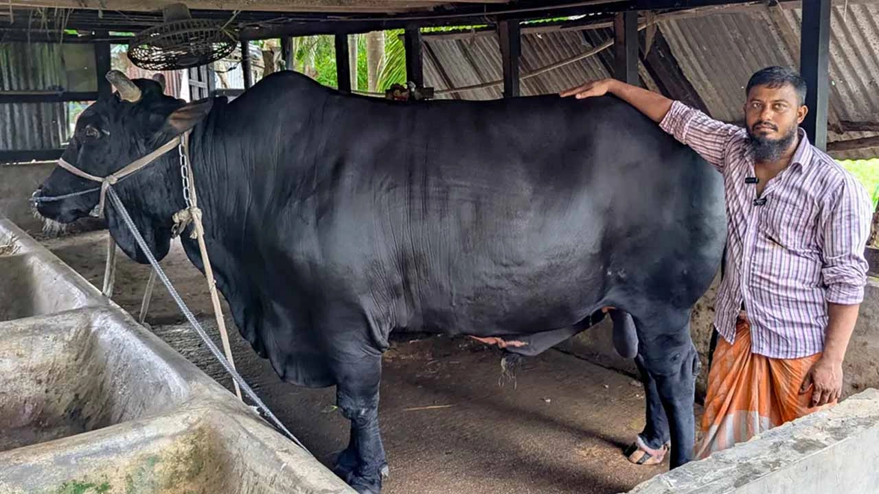 খালেদা জিয়াকে গরু উপহার দেওয়া সোহাগ গ্রেপ্তার