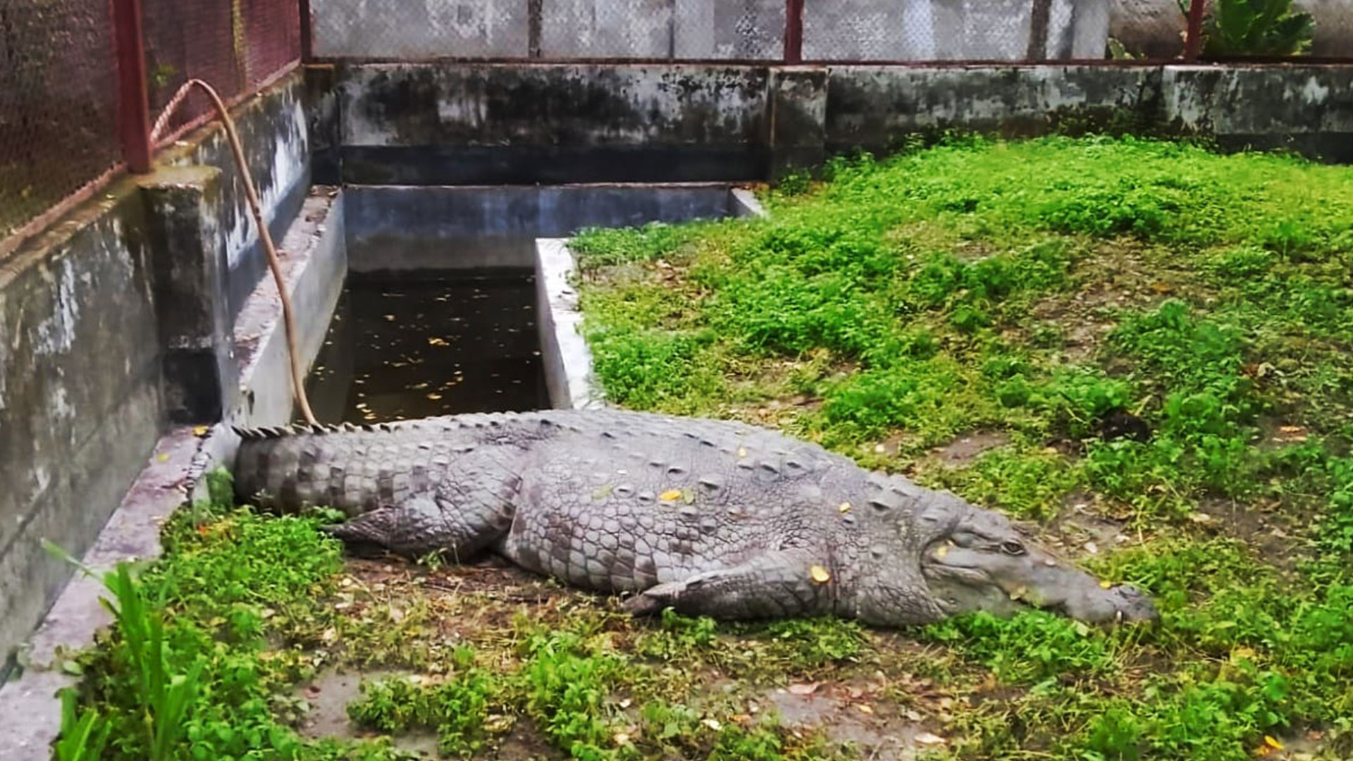 খানজাহান আলী দিঘির কুমির ১৯ দিন ধরে খাবার খাচ্ছে না